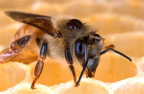 Biene Honigbiene Bienenwabe Kostenloses Foto Auf Pixabay Pixabay