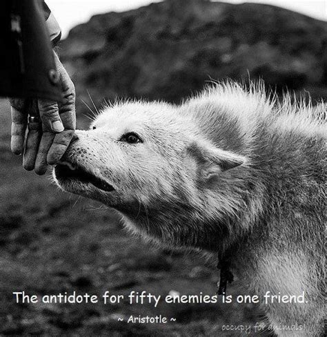 Timeline Photos The Big Brotherhood Of The Wolfs Animal Quotes