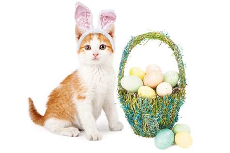 4 Easter Dangers For Cats Catster