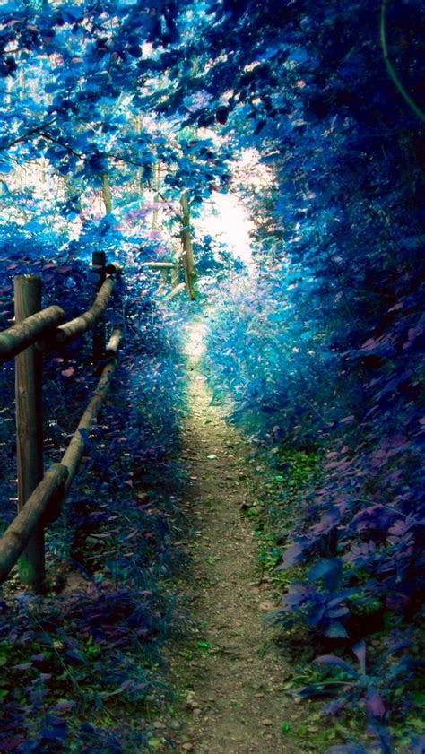 Magic Forest Enchanted Path Source Beautiful Forest