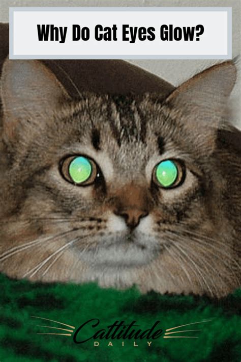 Why Do Cat Eyes Glow Cattitude Daily