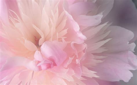 3d wallpaper, magnolia flower on concrete wall textured background. wallpaper zone: Pink Flower Wallpaper HQ