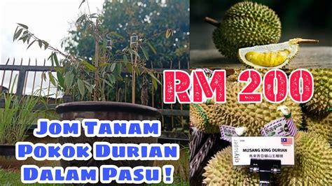 Katanya, kombinasi empat jenis baka durian tempatan menjadikan pokok durian diraja asfa50 tidak manja dan mempunyai daya ketahanan luar biasa lazimnya, penjagaan baka durian lain sangat rumit. Cara Tanam Pokok Durian Dalam Pasu