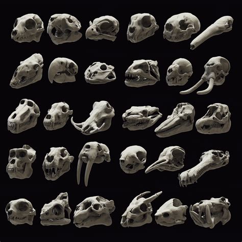 Animal Skull Models By Gustavo Zampieri In 2020 Animal Skulls Skull