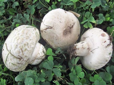 Salt Loving Mushroom Agaricus Bernardii In California