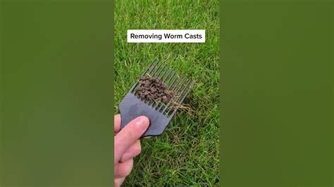 Lawncare Cheap And Easy Way To Remove Worm Casts From Your Lawn