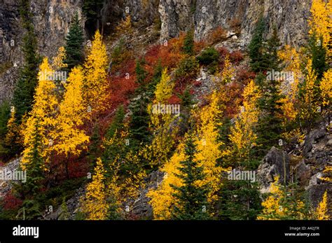 Autumn Foliage In Yoho Valley Road Yoho National Park British