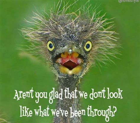 Pin By Kimberly Lewis On Say What Funny Bird Pictures Funny Birds