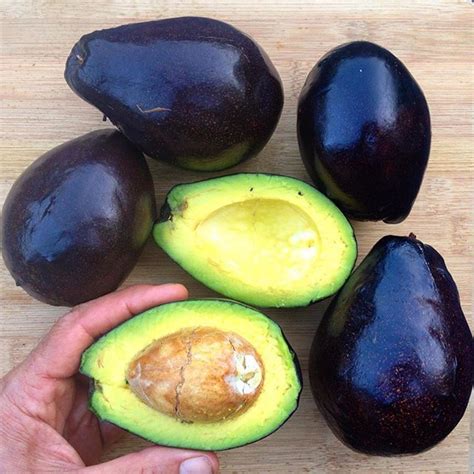 Cold Hardy Avocados Guide To Cultivation And Varieties Florida Fruit