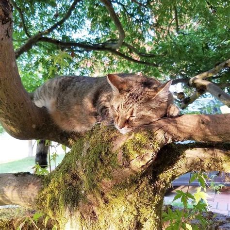 42 Cats Who Mastered The Art Of Sleeping In Trees