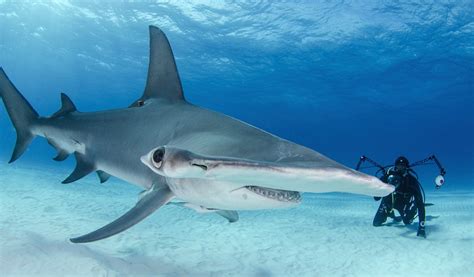 Wildlife Fact Sheets Hammerhead Shark Ocean Conservancy
