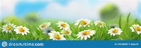Spring Landscape Green Grass And Chamomile 3d Vector Panorama Stock