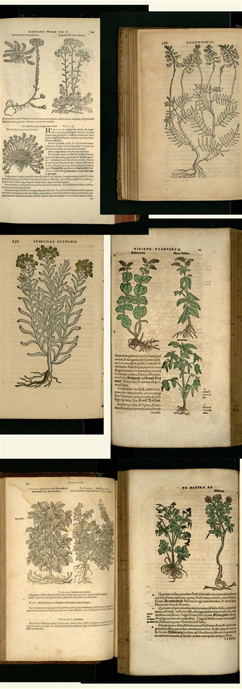 16th Century Botanical Books Botany Herbs Rembert Dodoens Adam Lonicer