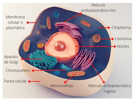 Las Principales Características De La Célula Eucariota