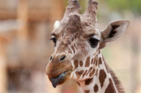 Pictured standing tall beside palm trees a funny giraffe is poking out her tongue. Giraffe Sticking Out Tongue Stock Photo by macropixel ...