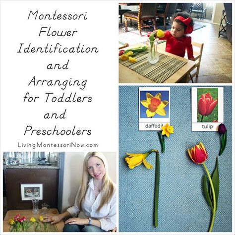 Montessori Flower Identification And Arranging For Toddlers And