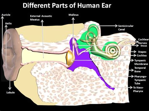 It is composed of many different types of cells that together create tissues and subsequently organ systems. Subhaditya InfoWorld: Human Ear : Auditory Organ of ...