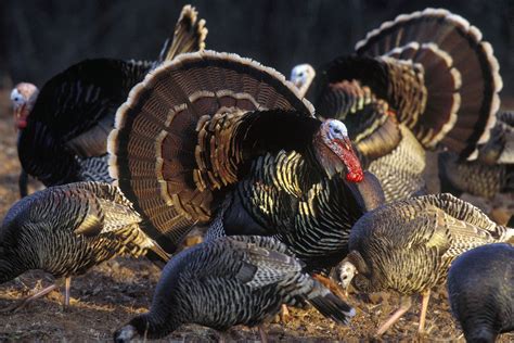 Bens Bird The Wonderful World Of Wild Turkeys City Wildlife