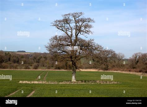 Isolated Tree On Farmland Stock Photo Alamy