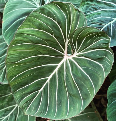 Philodendron Gloriosum Large Round Form Nse Tropicals Tropical