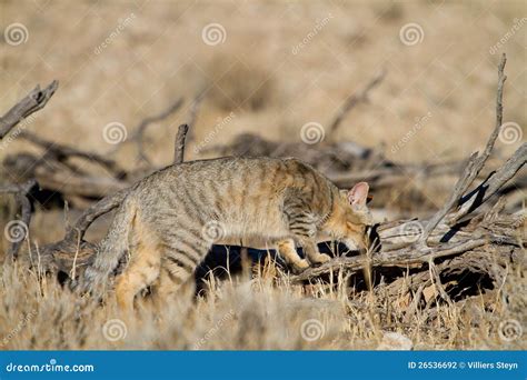 Hunting Wild Cat Stock Photography Image 26536692