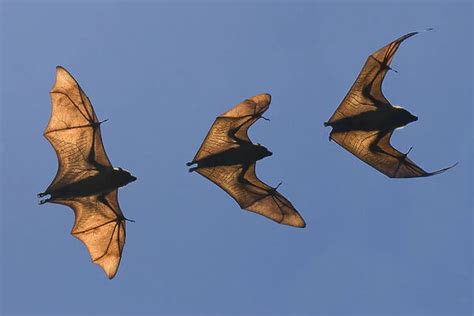 Madagascar Fruit Bat Flying Fox Pteropus Rufus Photos Prints Framed 15260551