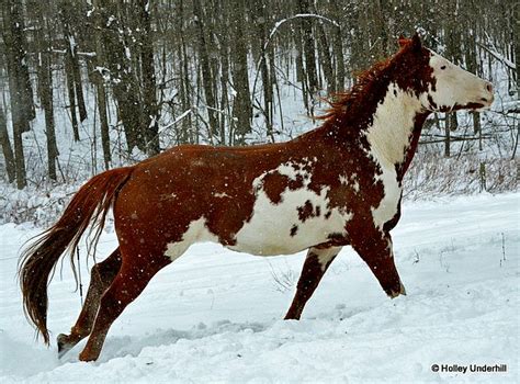 Pin By Crista Forest Wildlife Art On Horses Painted Pinterest
