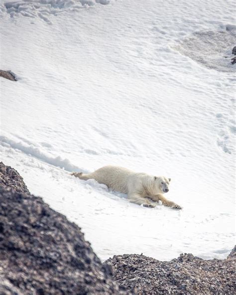 Just A Polar Bear Sliding Down The Hill Svalbard 2018 Sascha