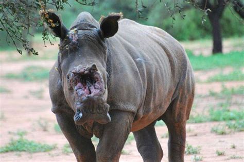 Rhino Attacked By Poachers Survives Dehorning The Dodo