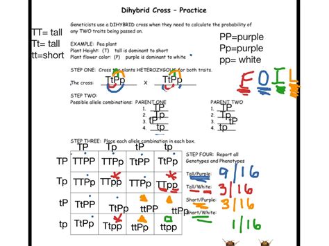 Punnett, who devised the approach. Dihybrid Cross Example | ShowMe