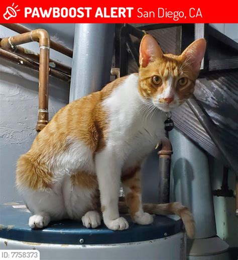 Lost Male Cat In San Diego Ca 92129 Named Baguette Id 7758373 Pawboost