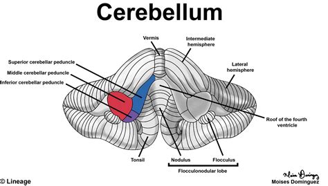 Cerebellum Neurology Medbullets Step 1