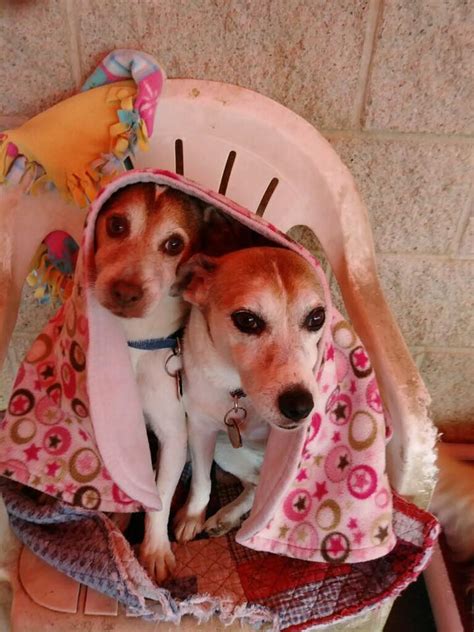 Match made on care.com every 3 minutes, so find your perfect. Summit Pet Care - Home | Facebook