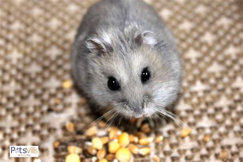 How Long Do Dwarf Hamsters Live Mini Lifespan Mysteries