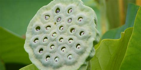 The Science Of Trypophobia A Fear Of Holes Business Insider