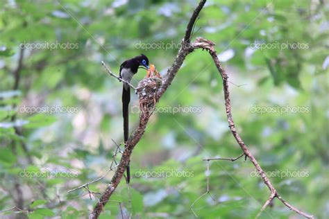 Japanese Paradise Flycatcher Terpsiphone Atrocaudata Nesting In Japan