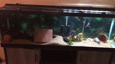 125 Gallon Oscar Fish Tank Quick Update Good Start To My Future Fish