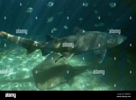 Grey Nurse Shark Carcharias Taurus Swimming Over The Sea Bed With