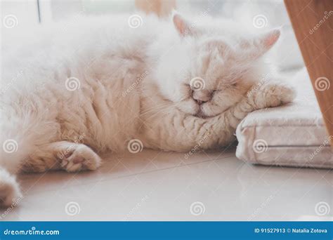 Cute Persian Cat Sleeping Stock Image Image Of Looking 91527913