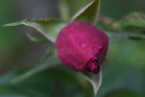 Pretty Red Rosebud Macro In A Garden Stock Photo Image Of Flowerbud