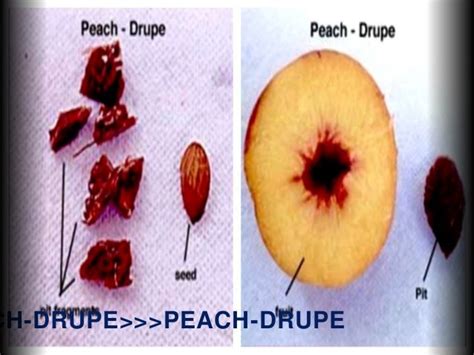 Fruit Types