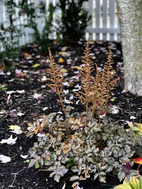 How To Winterize Perennials An Autumn Plant Care Guide For Cool