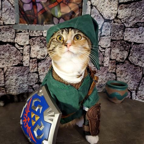 Link Cat Cat Cosplay Funny Pictures Tumblr Cats