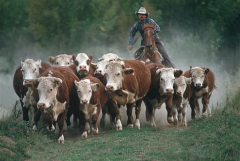 Living Stingy Herding Cattle