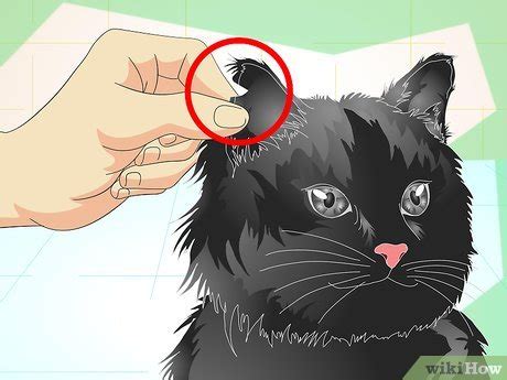 How To Tell If A Cat Is Neutered Steps With Pictures