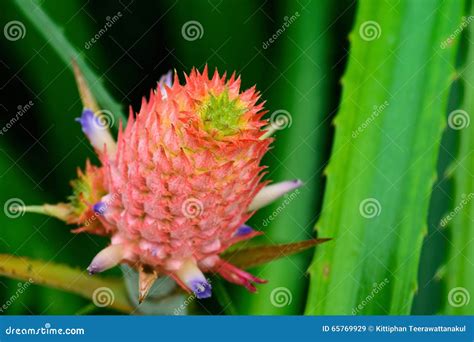 Bromeliads Pineapple In The Garden Stock Image Image Of Leaf Garden