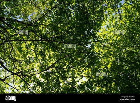 Canopy Protection Hi Res Stock Photography And Images Alamy