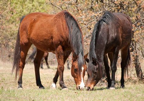 Two Horses Eating Spring Grass Stock Image Image Of Mane Farm 21068753