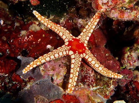 Peppermint Sea Star Fromia Monilis Wakatobi Indonesia Photo 6