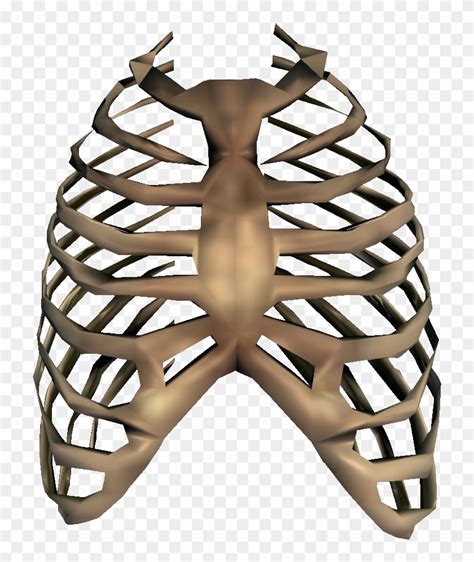 Rib Cage Transparent Ribcage Png Clipart PikPng